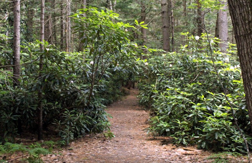 Rhododendron State Park, United States